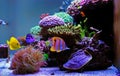 Dream coral reef aquarium saltwater tank Royalty Free Stock Photo