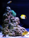 Dream coral reef aquarium saltwater tank Royalty Free Stock Photo