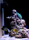 Dream coral reef aquarium saltwater tank Royalty Free Stock Photo