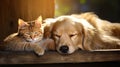 dream dog and cat sleeping