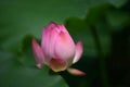 A dream feel lotus flower
