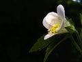 Dream Flower lily bud green leaves