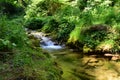 Dream forest and a beautiful stream. Royalty Free Stock Photo