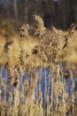 Dream grass in early spring Royalty Free Stock Photo