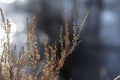 Dream grass in early spring Royalty Free Stock Photo