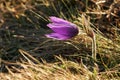 Dream-grass is the most beautiful spring flower. Pulsatilla plant blooms in early spring