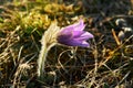 Dream-grass is the most beautiful spring flower. Pulsatilla plant blooms in early spring Royalty Free Stock Photo