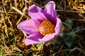 Dream-grass is the most beautiful spring flower. Pulsatilla plant blooms in early spring