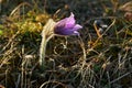 Dream-grass is the most beautiful spring flower. Pulsatilla plant blooms in early spring Royalty Free Stock Photo