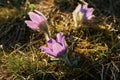 Dream-grass is the most beautiful spring flower. Pulsatilla plant blooms in early spring