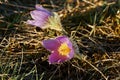 Dream-grass is the most beautiful spring flower. Pulsatilla plant blooms in early spring Royalty Free Stock Photo
