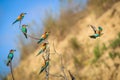 A dream of Ornithologists. A tree covered with a flock of bee-eaters in summertime. Flying jewel.