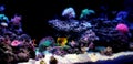 Dream saltwater coral reef aquarium tank at home