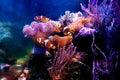 Dream saltwater coral reef aquarium tank at home Royalty Free Stock Photo