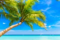Dream scene. Beautiful palm tree over white sand beach. Summer n Royalty Free Stock Photo