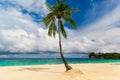 Dream scene. Beautiful palm tree over white sand beach. Summer nature view Royalty Free Stock Photo