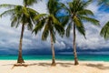 Dream scene. Beautiful palms tree over white sand beach. Summer nature view