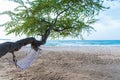 Dream scene. Beautiful tree over white sand beach.