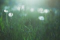 Dream spiritual morning mist background, dandelion flowers