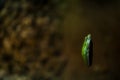 Dream tree frog in nature Royalty Free Stock Photo