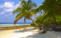 Dream Tropical Beach with Palm Trees and Bird