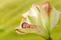 Dreambaby in flower Royalty Free Stock Photo