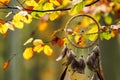 Dreamcatcher hanging on branch of beech tree