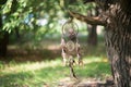 Dreamcatcher, magical spiritual Indian shaman amulet, mystical.