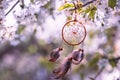 Dreamcather hanging at blooming tree in wind Royalty Free Stock Photo