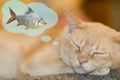 Dreaming cat Royalty Free Stock Photo