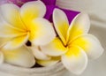 Close-up White and Yellow Frangipanis