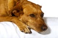 Dreaming dog Royalty Free Stock Photo