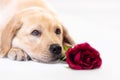 Dreaming dog in love with you, with red rose in mouth Royalty Free Stock Photo