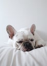 French Bulldog Sleeping on White Sheets. Generative AI