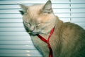 A dreaming handsome cat in a red riibbon Royalty Free Stock Photo