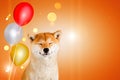 Dreaming happy akita inu dog with balloons sitting on orange background with sparkles