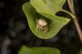 Dreaming on the leaf. beautiful crowned orbweaver (spider) staying on the leaf and waiting for the next victim.