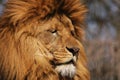 Dreaming lion Royalty Free Stock Photo