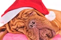 Dreaming Santa Dog Royalty Free Stock Photo