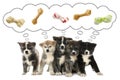 Dreaming about treat. Cute Akita Inu puppies and thought cloud with knotted bones above them on white background