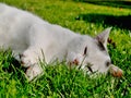 Dreaming white fluffy house cat sleeping on lush lawn in midday sunshine