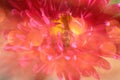 Dreamlike bee on pink flower Royalty Free Stock Photo