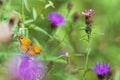 Dreamlike butterfly on a purple flower