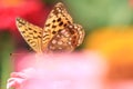 Dreamlike Butterfly on pink flower Royalty Free Stock Photo