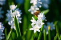 Dreamlike honey bee in a field of flowers with pollen baskets mid air