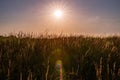 Dreamlike evening sun over a meadow with lens flare in the foreground, Friesland