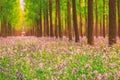 Dreamlike forest in spring Royalty Free Stock Photo