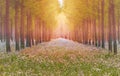 Dreamlike forest in spring Royalty Free Stock Photo