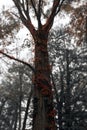 Dreamlike Look of Autumn Tree Trunk