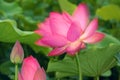 Dreamlike lotus Royalty Free Stock Photo